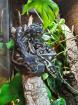 1. 1 Morelia spilota cheynei NZ 2014